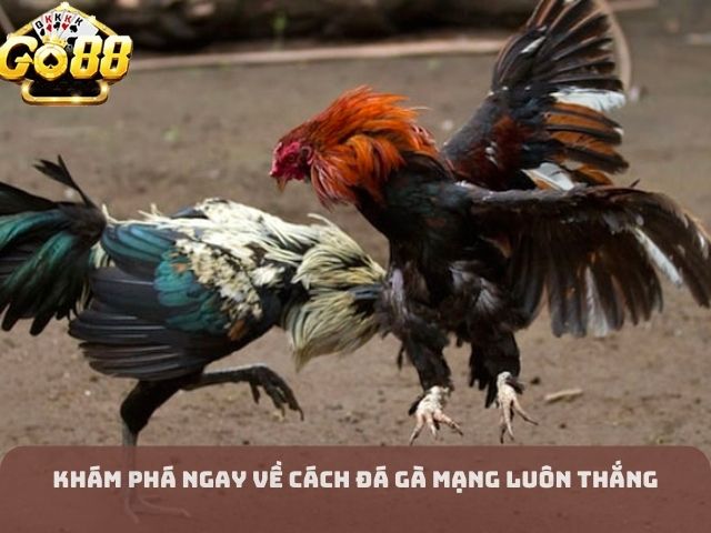 Khám phá ngay về cách đá gà mạng luôn thắng