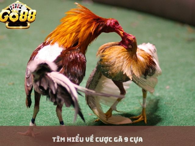 Tìm hiểu về cược gà 9 cựa