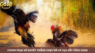 Chinh phục bí quyết thắng cược đá gà cựa sắt