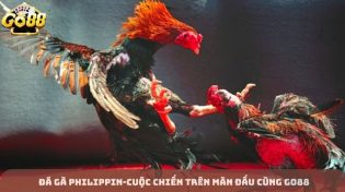 Đá gà Philippin -Cuộc chiến trên màn đấu