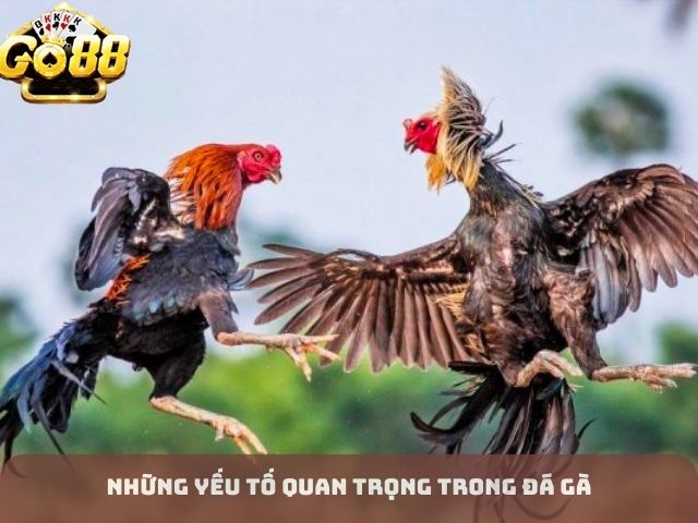 Những Yếu Tố Quan Trọng Trong Đá Gà 