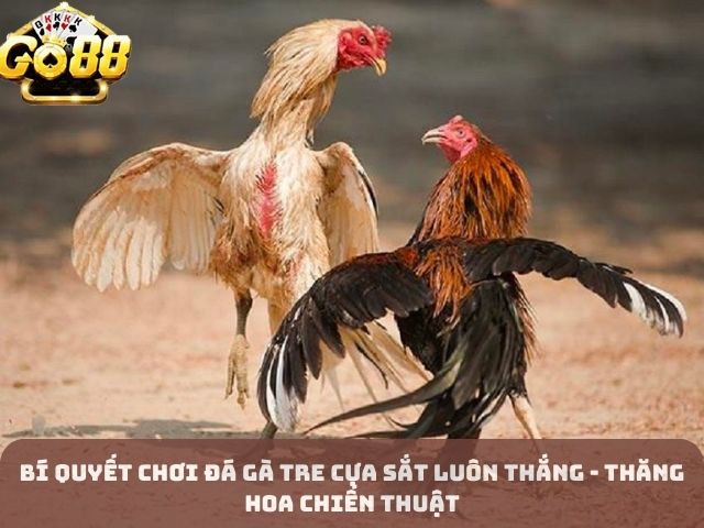 Bí Quyết Chơi Đá Gà Tre Cựa Sắt Luôn Thắng - Thăng Hoa Chiến Thuật