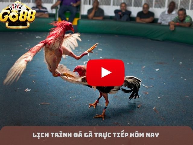 Lịch Trình Đá Gà Trực Tiếp Hôm Nay 