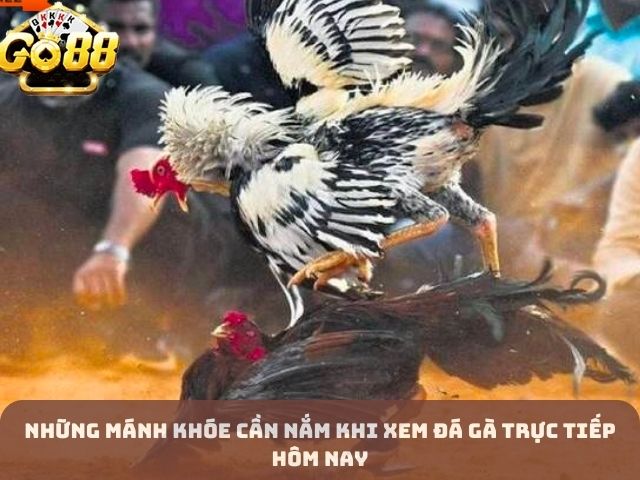 Những Mánh Khóe Cần Nắm Khi Xem Đá Gà Trực Tiếp Hôm Nay