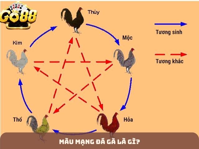 Màu mạng đá gà là gì?