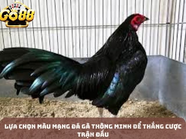 Lựa Chọn Màu Mạng Đá Gà Thông Minh để Thắng Cược Trận Đấu