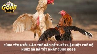 Cùng tìm hiểu làm thế nào để thiết lập một chế độ nuôi gà đá tốt nhất cùng Go88