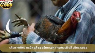 Cách Phòng Ngừa Gà Bị Dính Cựa Trong Gà Đá Cùng Go88