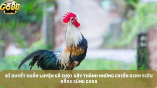 Bí Quyết Huấn Luyện Gà Chọi Gáy Thành Những Chiến Binh Siêu Đẳng