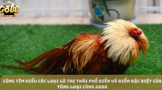 Cùng Tìm Hiểu Các Loại Gà Tre Thái Phổ Biến Và Điểm Đặc Biệt Của Từng Loại Cùng Go88