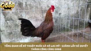 Tổng Quan Về Kỹ Thuật Nuôi Gà Đá Lai Mỹ - Giành Lấy Bí Quyết Thành Công Cùng Go88