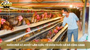 Khám phá bí quyết làm giàu từ chăn nuôi gà đá