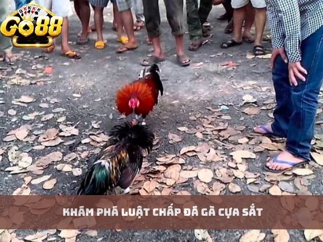 Khám Phá Luật Chấp Đá Gà Cựa Sắt