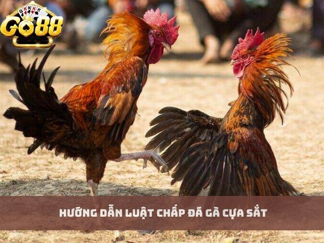 Hướng dẫn luật chấp đá gà cựa sắt