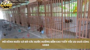 Mô hình nuôi gà đá-Các Bước Hướng Dẫn Chi Tiết Tối Ưu