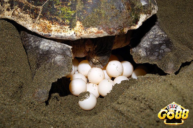 Ngủ mơ thấy rùa đẻ trứng