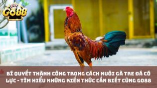 Bí quyết thành công trong cách nuôi gà tre đá có lực - Tìm Hiểu Những kiến thức cần biết Cùng Go88