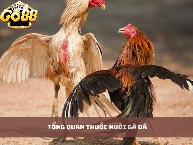 Tổng quan thuốc nuôi gà đá