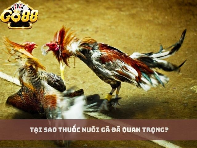 Tại Sao Thuốc Nuôi Gà Đá Quan Trọng?