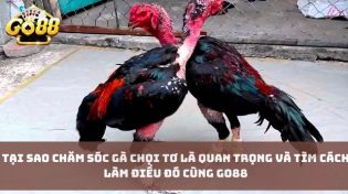 Tại sao chăm sóc gà chọi tơ là quan trọng và tìm cách làm điều đó cùng Go88