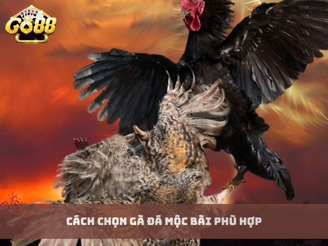 Cách chọn gà đá mộc bài phù hợp