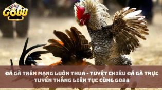 Đá gà trên mạng luôn thua - Tuyệt chiêu đá gà trực tuyến thắng liên tục cùng Go88