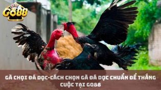 Gà chọi đá dọc-Cách chọn gà đá dọc chuẩn để thắng cuộc tại Go88