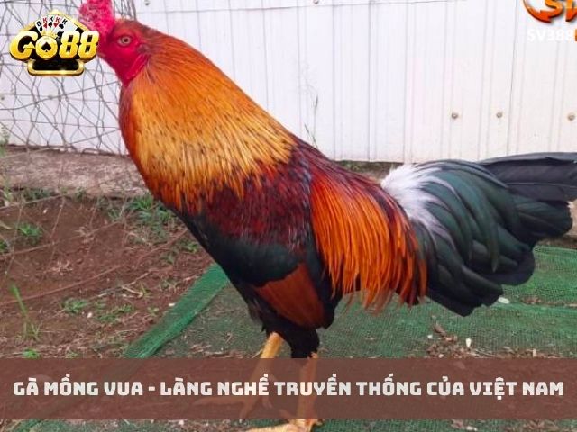 Gà Mồng Vua - Làng nghề truyền thống của Việt Nam