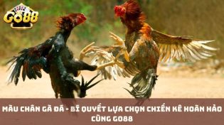 Màu chân gà đá - Bí quyết lựa chọn chiến kê hoàn hảo cùng Go88