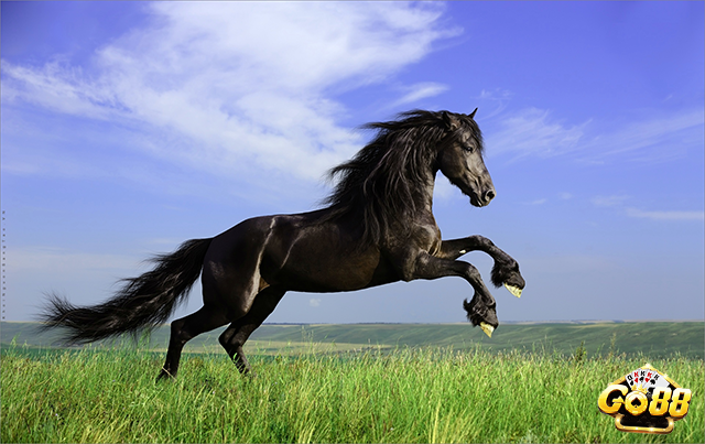 Nằm mơ thấy ngựa đen