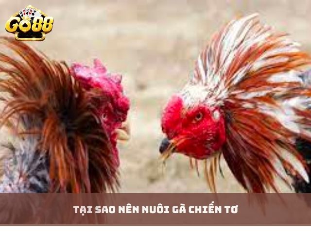 Tại sao nên nuôi gà chiến tơ