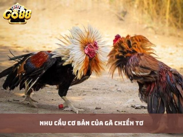 Nhu cầu cơ bản của gà chiến tơ