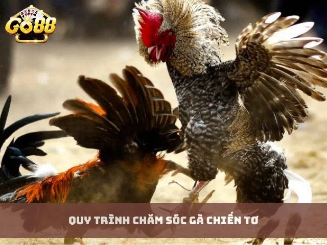 Quy trình chăm sóc gà chiến tơ