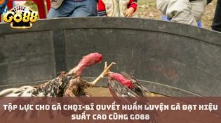 Tập lực cho gà chọi-Bí quyết huấn luyện gà đạt hiệu suất cao cùng Go88