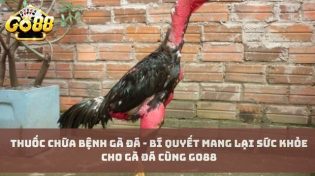 Thuốc chữa bệnh gà đá - Bí quyết mang lại sức khỏe cho gà đá cùng Go88