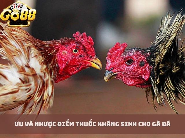 Ưu và Nhược điểm thuốc kháng sinh cho gà đá