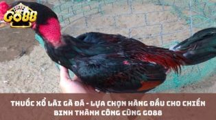 Thuốc xổ lãi gà đá - Lựa chọn hàng đầu cho chiến binh thành công cùng Go88