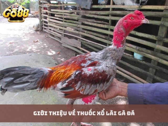 Giới thiệu về thuốc xổ lãi gà đá