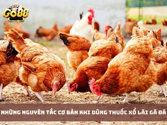 Những Nguyên Tắc Cơ Bản Khi Dùng Thuốc Xổ Lãi Gà Đá