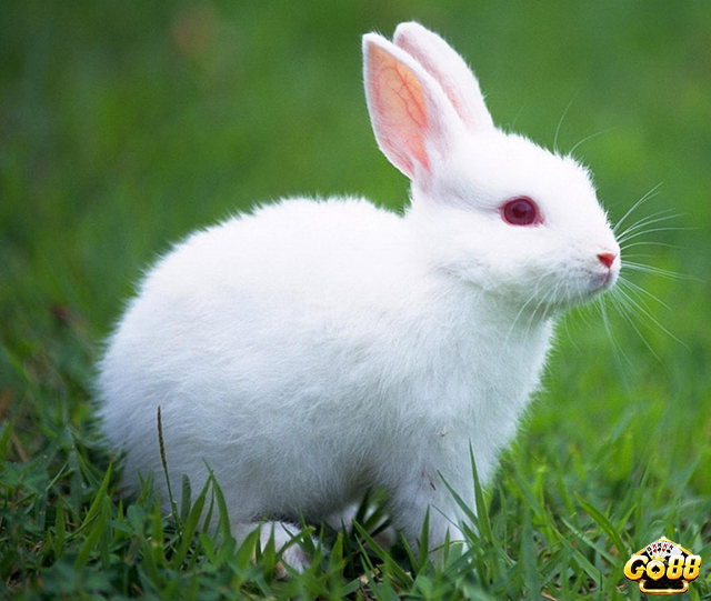 Mơ thấy thỏ trắng còn nhỏ