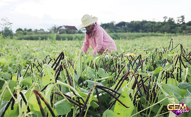 Nằm mơ thấy hái đậu đen