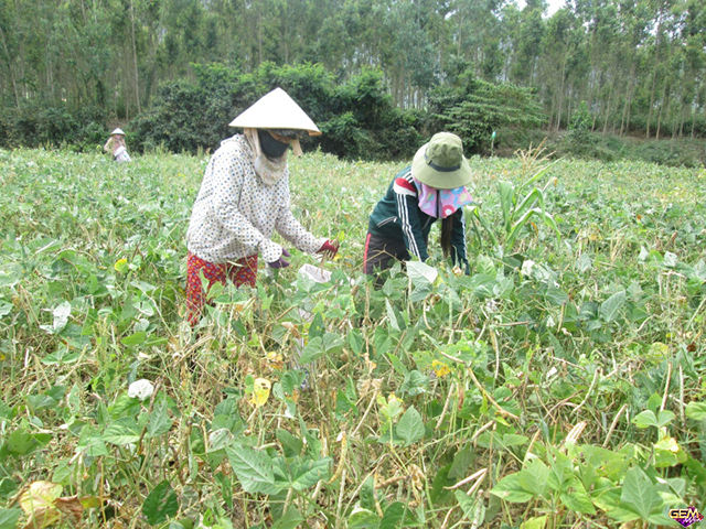 Nằm mơ thấy hái đậu tươi