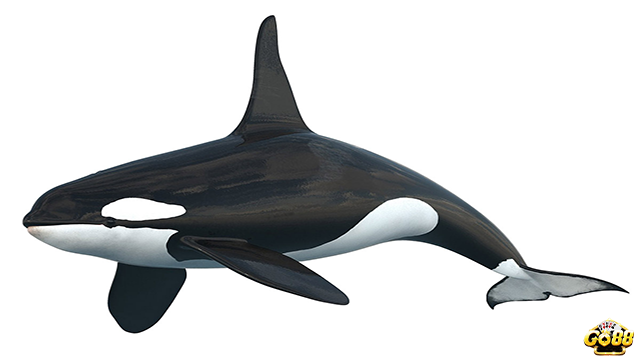 Mơ thấy cá voi sát thủ đánh con số lô gì?Ý nghĩa mơ thấy cá voi sát thủ tại Go88