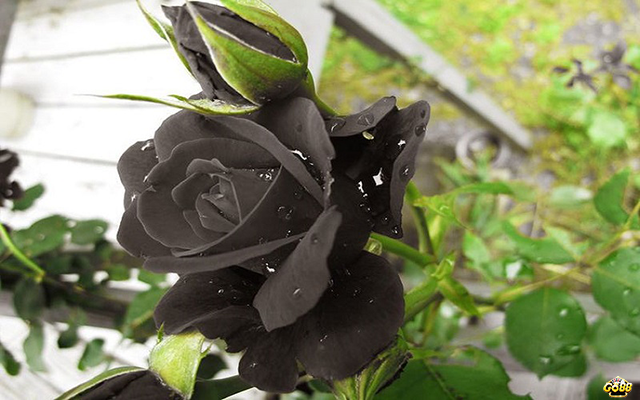 Nằm mơ thấy hoa hồng đen mới trồng