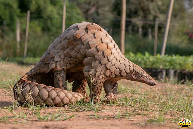 Ngủ mơ thấy tê tê đánh con số lô gì?